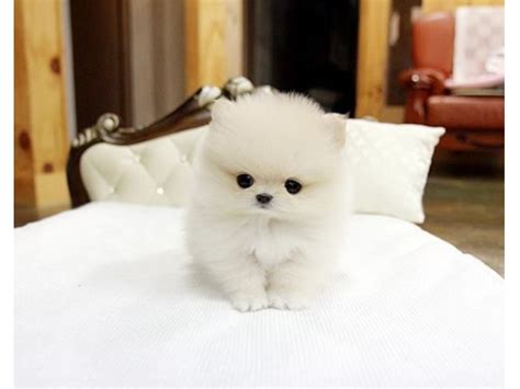 Find out what factors go into deciding how much it will cost to buy a teacup pomeranian puppy. Charming Micro Tiny Teacup Pomeranian Puppies For Sale ...
