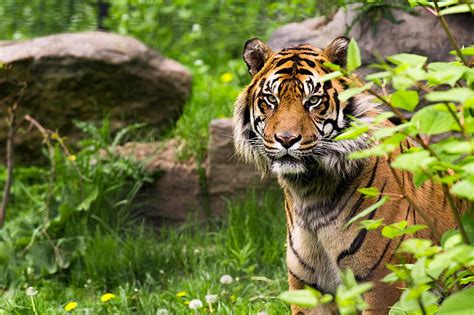 Cats Tiger Big Cat Wildlife Predator Animal Hd Wallpaper Peakpx