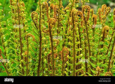 Lots Of Buckler Fern Fronds Unfurling In Spring Uk Stock Photo Alamy