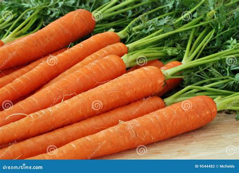 Fresh Carrots Stock Photo Image Of Nutritious Salad 9544482