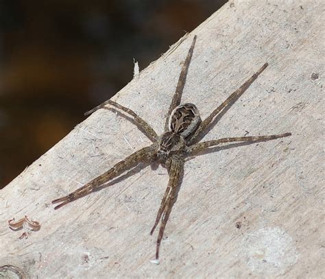 Bug Othe Week Dark Fishing Spider Riveredge Nature Center