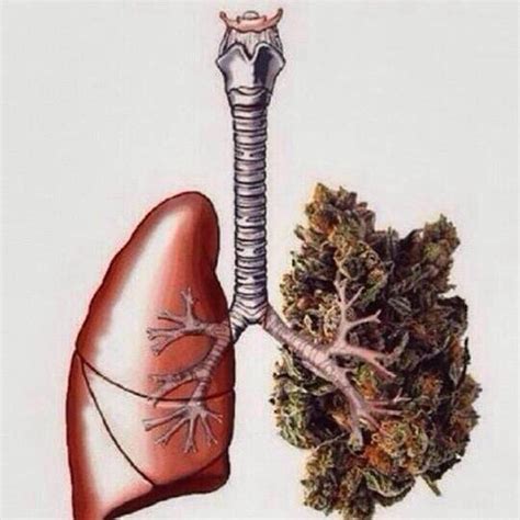 Maybe you would like to learn more about one of these? What do a pot smoker's lungs look like? - Quora