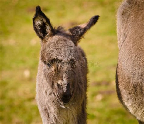 Portrait Of A Adorable Grey Donkey Foal Standing In The Grass Near To