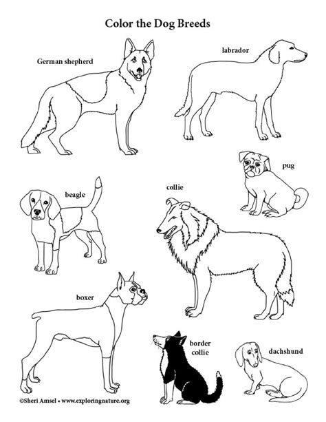Breeds Of Dog Pages To Print Coloring Pages