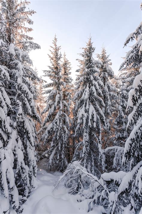 Snow Covered Pine Trees During Daytime Photo Free Plant Image On Unsplash