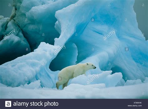 Polar Bear Greenland Stock Photos And Polar Bear Greenland Stock Images