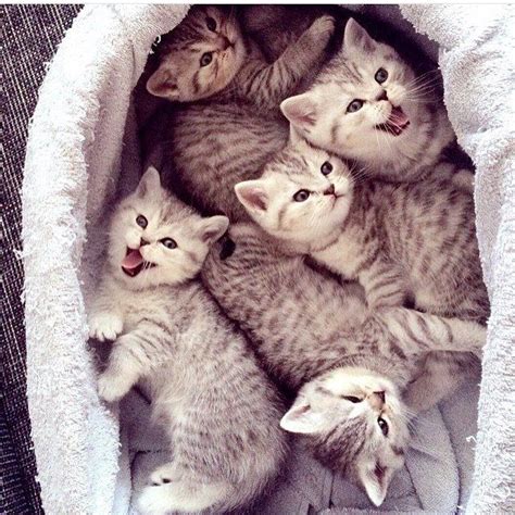 Cuteness Overload Cats Kittens Kittens Kittens Cutest