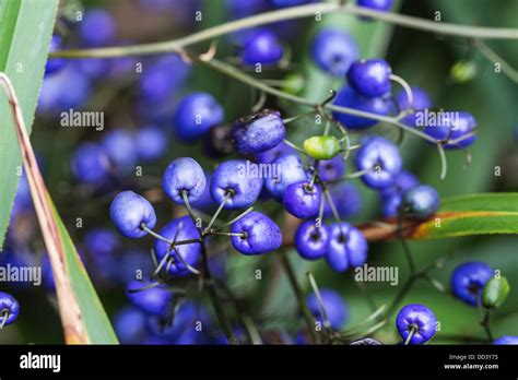 Bright Blue Berries Of The Blue Flax Lily Dianella Caerulea Stock