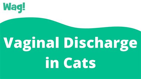 Vaginal Discharge In Cats Wag Youtube