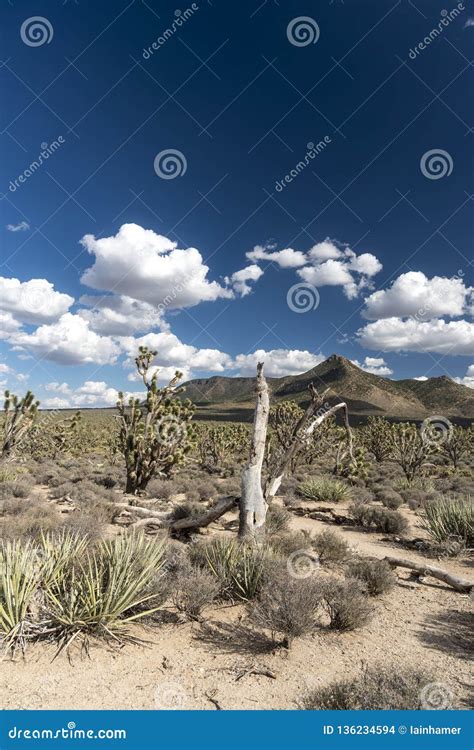 Arizona`s Joshua Tree Forest Stock Photo Image Of Northwest Desert