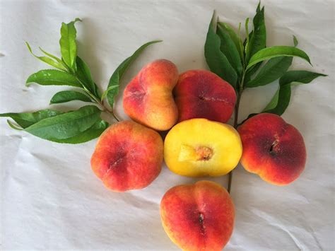 Daleys Fruit Tree Blog Angel Peach Subtropical Grown Fruit Fly Free
