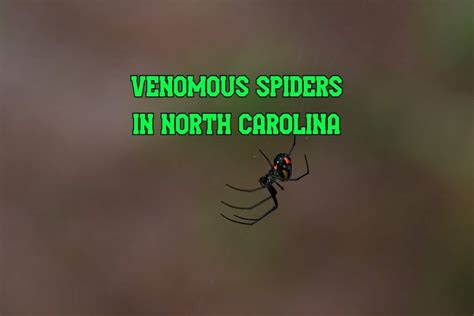 4 Venomous Spiders In North Carolina And 6 Important Facts