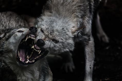 Fearsome Wolf Fight Wolf Two Wolves Wolves Fighting