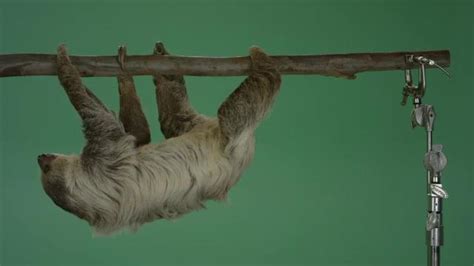 Green Screen Video Of Sloth Hanging Upside Down From Branch And Then