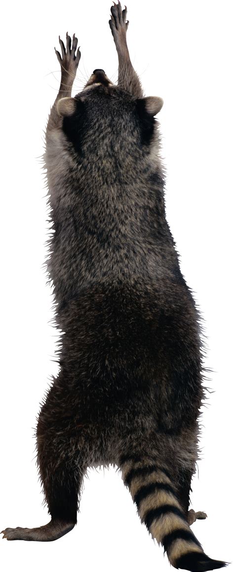 Raccoon Png Transparent Image Download Size 1390x3395px