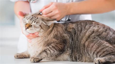 Ear Mite Treatment For Cats That Vets Recommend Bechewy
