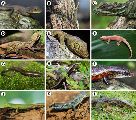 Lizards Of Mt Agad Agad A Green Crested Lizard Bronchocela Sp Download Scientific