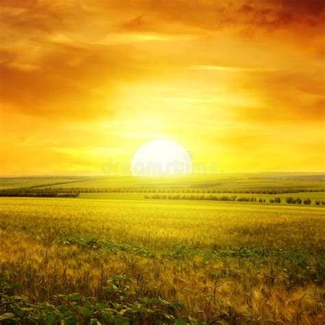 Golden Sunset Over Field Stock Photo Image Of Daybreak 149002280