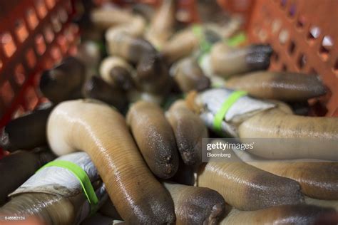 Geoducks Sit In A Crate At A Taylor Shellfish Co Processing Facility