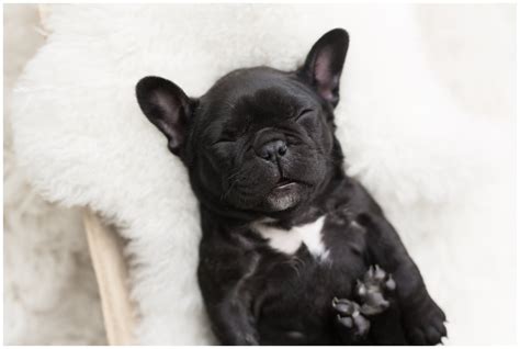 How much does an english bulldog cost? Newborn Photo Shoot With French Bulldog | POPSUGAR Family ...