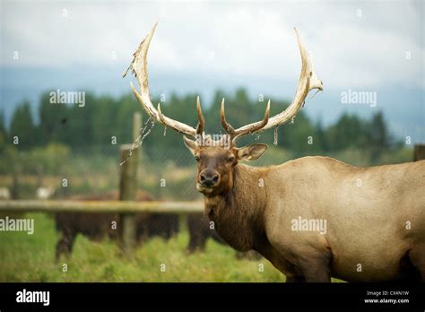 Male Elk With Antlers The Olympic Game Farm Sequiem Olympic