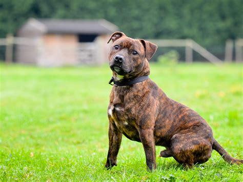 Tiger Brindle Staffordshire Bull Terrier Photos All Recommendation