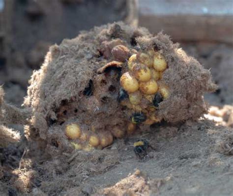 Bumble Bee Nests Nesting Preferences Of Different Bumble Bees