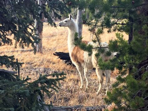 While You Were Sleeping Escaped Llama Found After Months On The Lam