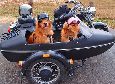 Dogs And Sidecar Biker Dog Sidecar Biking With Dog