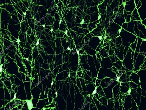 Neuronas Corticales Marcadas Por Fluorescencia Ilustración 2023