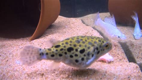 The Giant Green Spotted Puffer Youtube