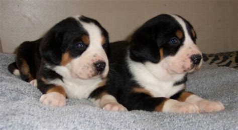 Greater Swiss Mountain Dog Greatdogsite