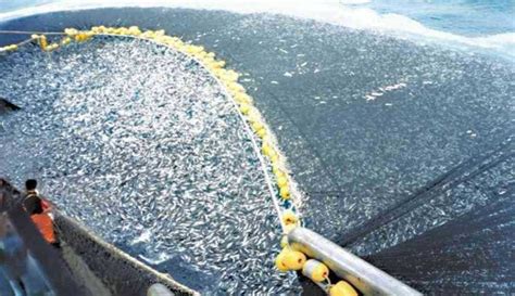 Jenis Alat Tangkap Ikan Yang Ada Di Indonesia Langgeng Pancing Edu