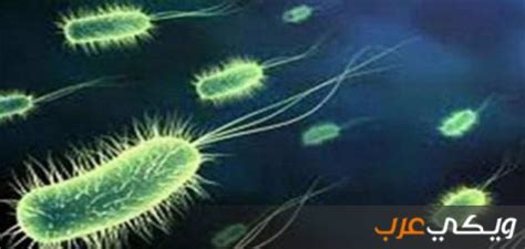 صور عن البكتيريا