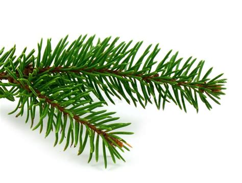 Pine Tree Branch Isolated On White Backgrond Stock Photo Colourbox