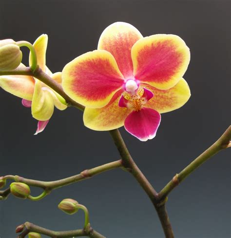 Phalaenopsis /ˌfælɪˈnɒpsɪs/ blume (1825), commonly known as moth orchids, is a genus of about seventy species of plants in the family orchidaceae. Miniature Moth Orchids | Orchidaceous! Orchid Blog