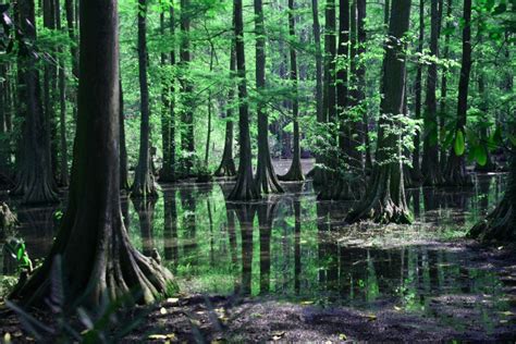 What Is A Swamp Wonderopolis