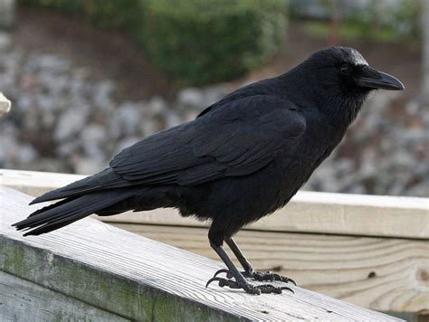 American Crow Corvus Brachyrhynchos Wildlife Journal Junior