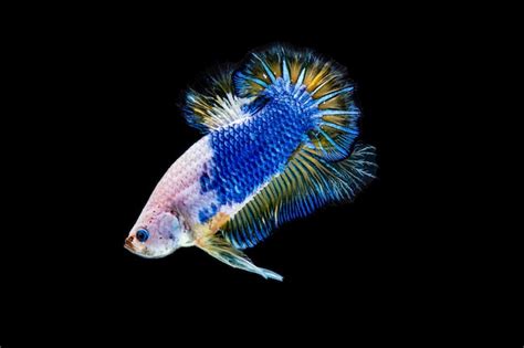 Premium Photo Colorful Betta Fighting Fish On Black Background