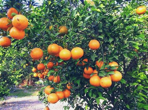 My Orange Garden Image By Dury