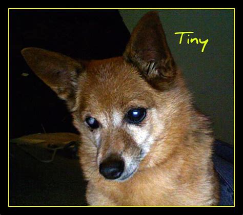 Tiny My Dog Lindseyisme Flickr
