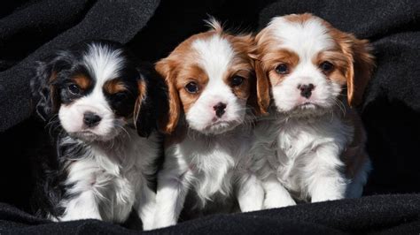 3 Cute Cavalier King Charles Spaniel Puppies King Charles Cavalier