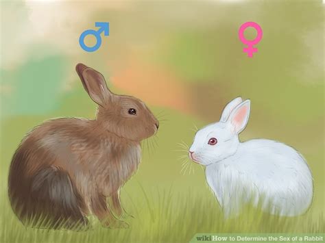 Bunny Rabbit Sex Star Porn Movies