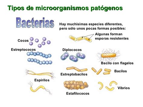 Bacterias Tipos De Bacterias