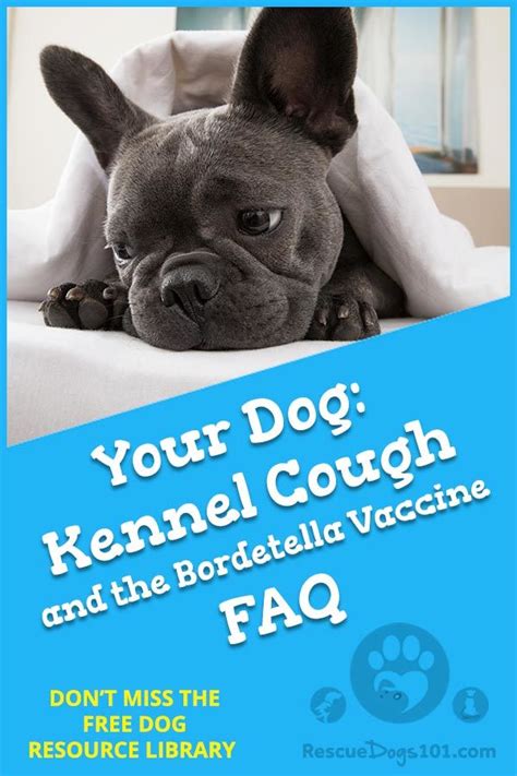 Types 1 and 2) and. The Kennel Cough FAQ and the Truth About the Bordetella ...