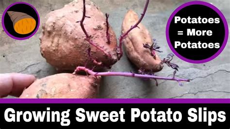 Sweet potatoes are one of my most favorite things in the garden. Growing Sweet Potato Slips - YouTube