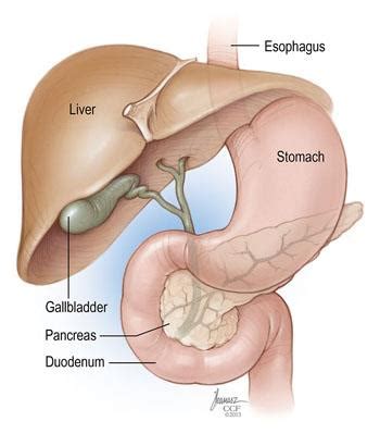 Then branches of the portal vein gives rise to venous sinusoids that pass between plates of liver cells. Tests to Diagnose Gallstone Disease
