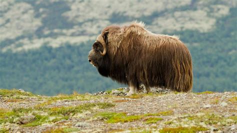 Wildlife Holidays In Norway Naturetrek