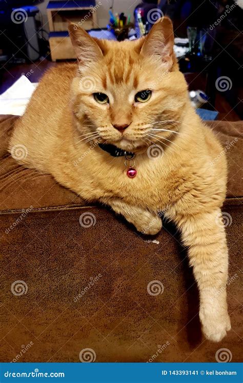 My Orange Tabby Lily 12 Year Old Lovable Kitty Stock Image Image Of