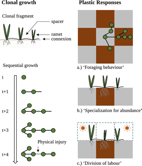 Organization Of A Clonal Plant Sequential Growth And Plastic